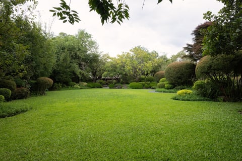 Green garden with grass lawn surrounded by lush plants